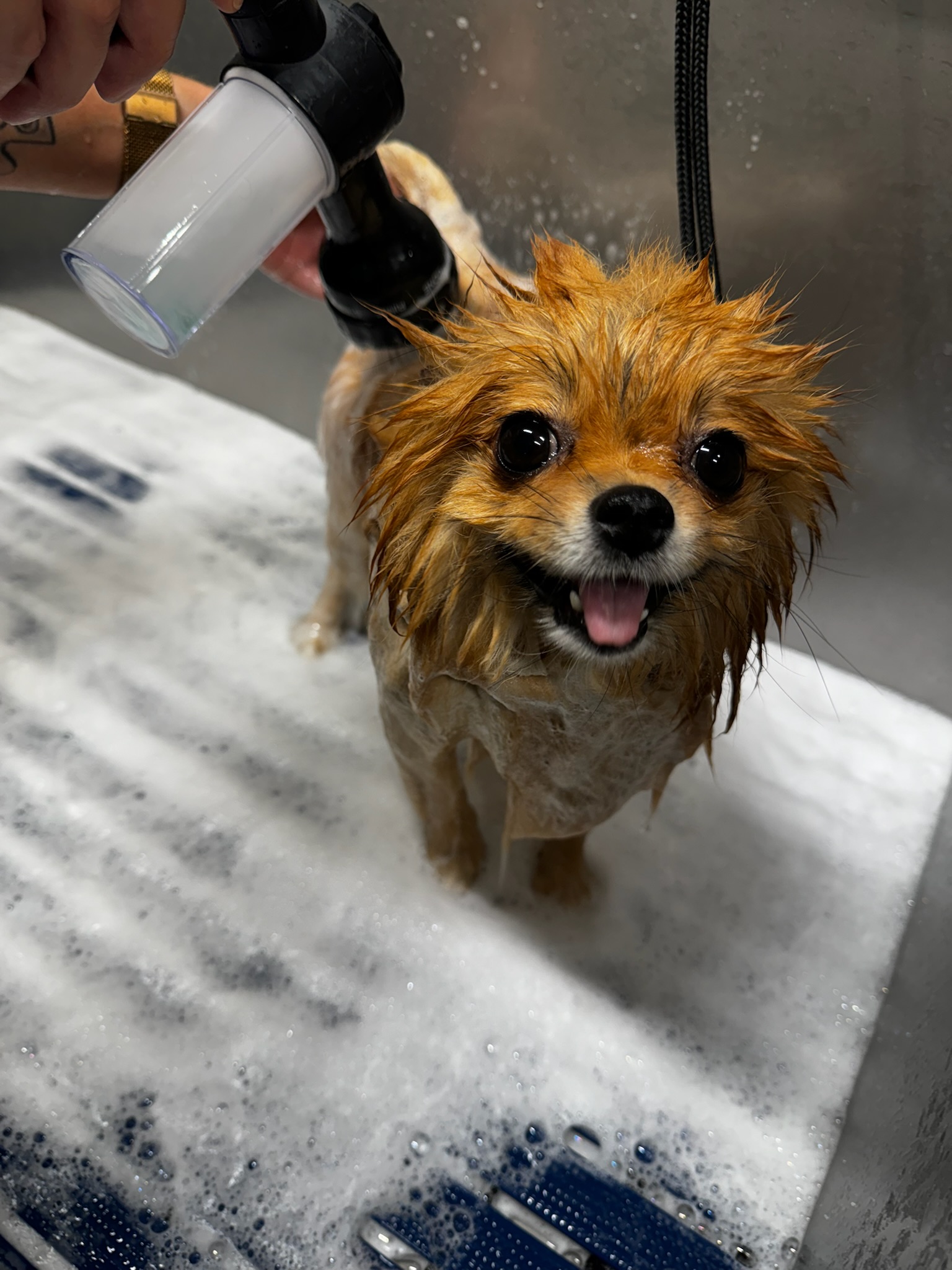 Wassen, borstelen & nagels knippen