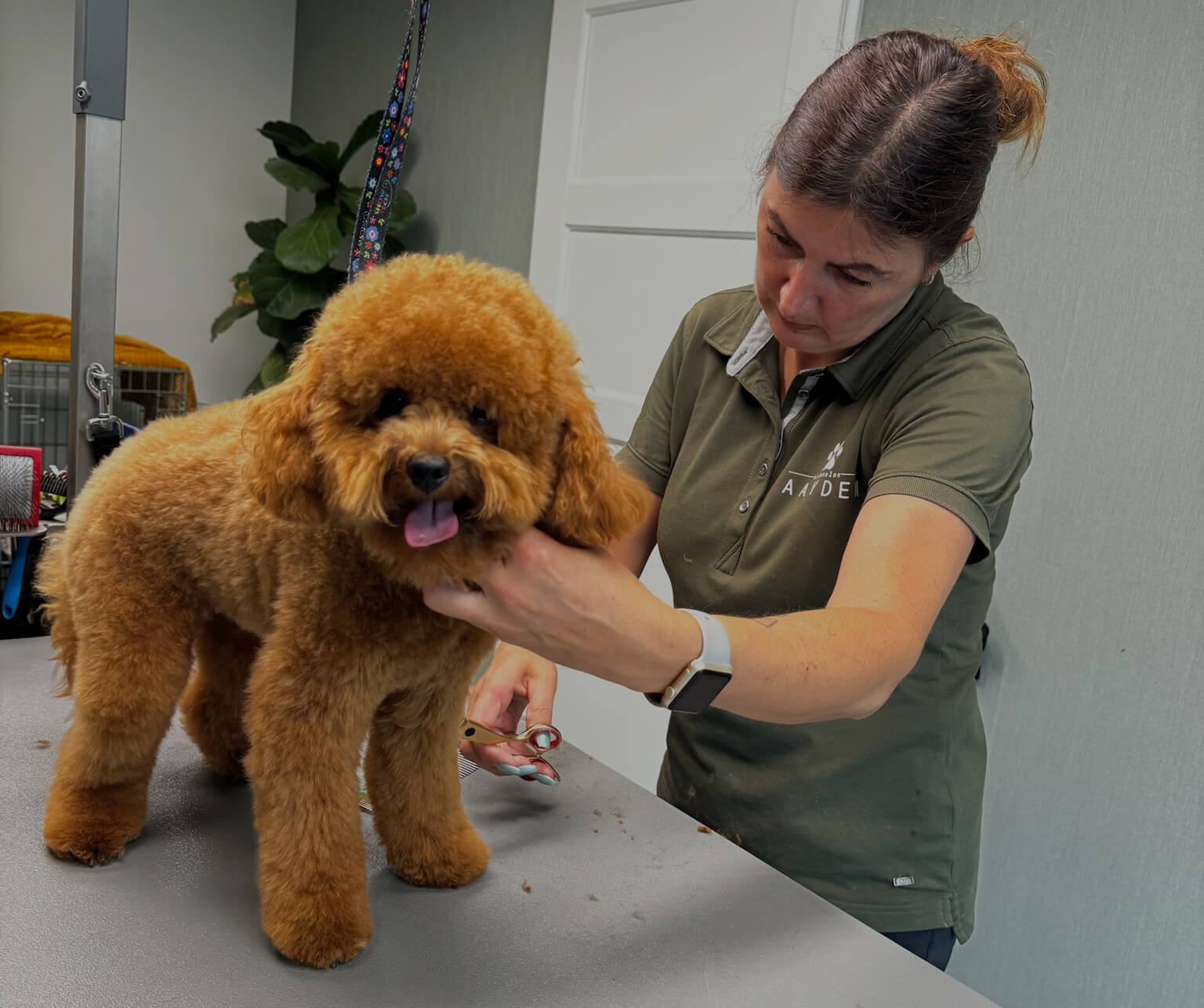 Verzorgde hond bij Trimsalon Aayden in Ypenburg, Den Haag